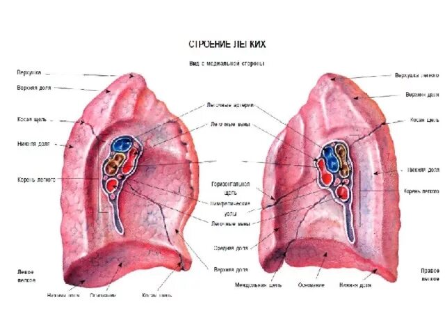 Ворота легкого образования. Схема внутреннего строения легкого. Легкие строение внутри. Ворота легкого строение. Ворота легких анатомия человека.