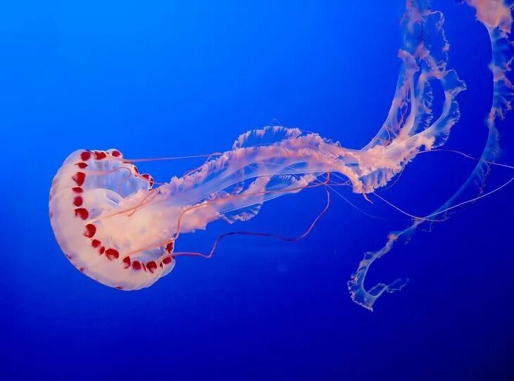 Пелагия ночесветка (pelagia noctiluca). Морская оса медуза ожоги. Реактивное движение медузы. Жало медузы. Жало медузы.