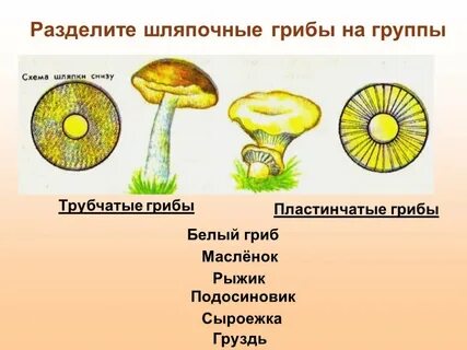 Строение гриба масленок