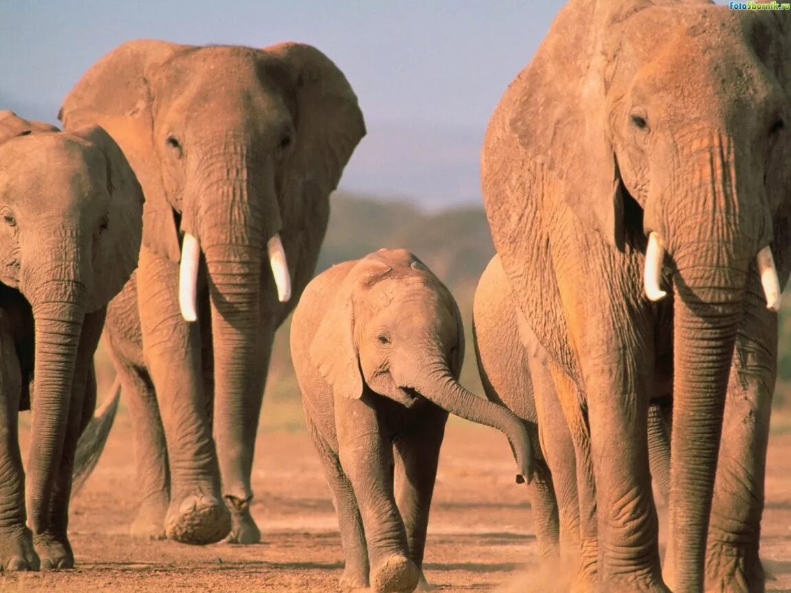 4 слоника. Слон. Фото слонов. Африканский слон. Бежевые слоны.