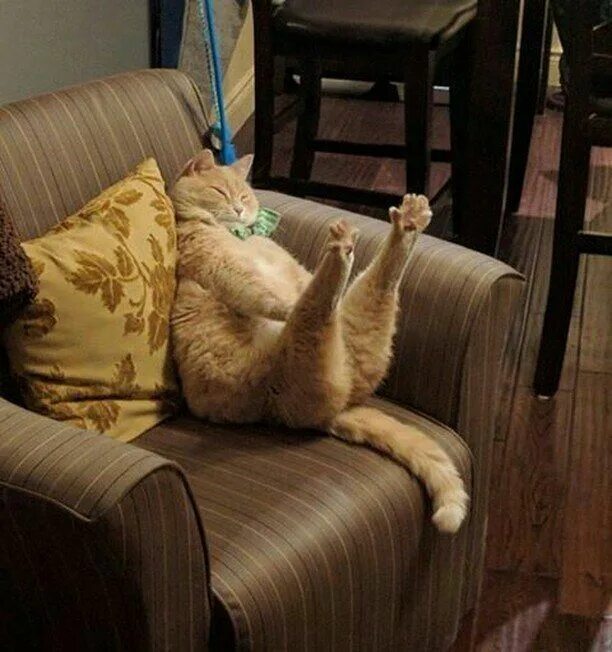 Дабл хоба кот. Ленивый кот. Кот на диване. Смешные кошки. Расслабленный кот
