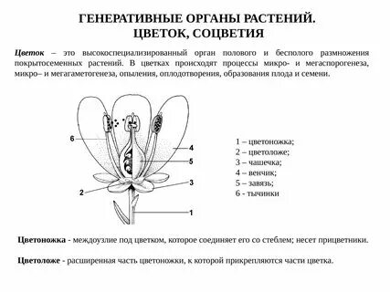 Примеры генеративных органов растений и животных К вегетативным органам растения относятся ответ: найдено 88 картинок