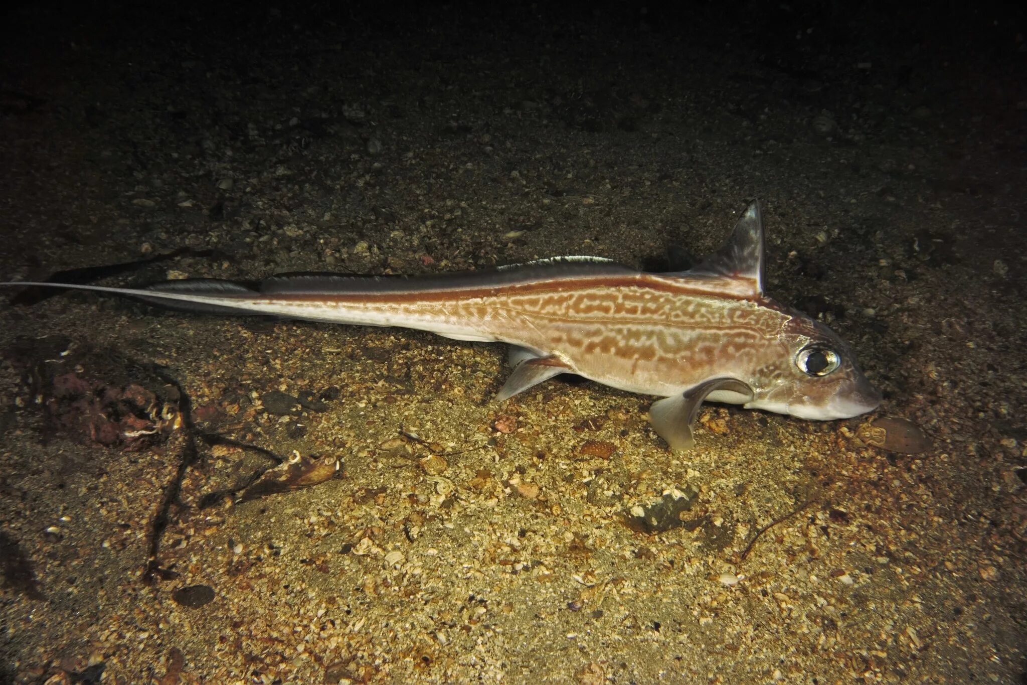 химеры цельноголовые. отряд химерообразные. Hydrolagus colliei. химеры цельноголовые. Chimaera monstrosa linnaeus.