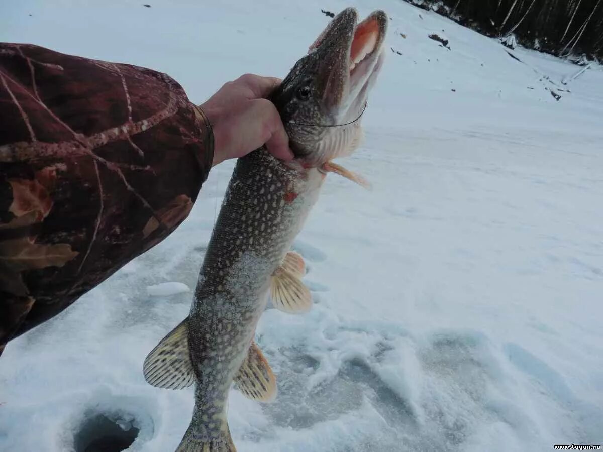 Щука на снегу. Щука на льду зимой. Трофейная щука на жерлицы зимой. Щука на озере зимой. Много щук на снегу.