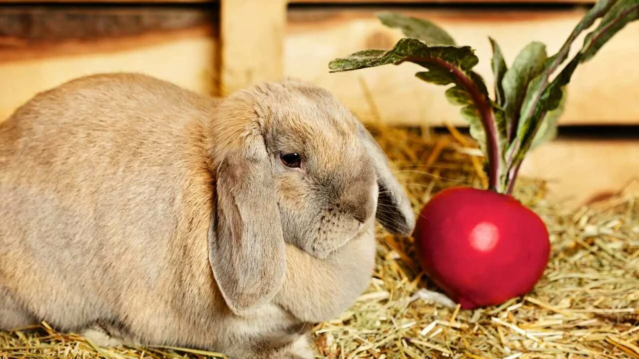 Можно ли кроликам редиску. Еда для кроликов декоративных. Кролик в редиске. Кролик ест редиску. Кролик ест свеклу.