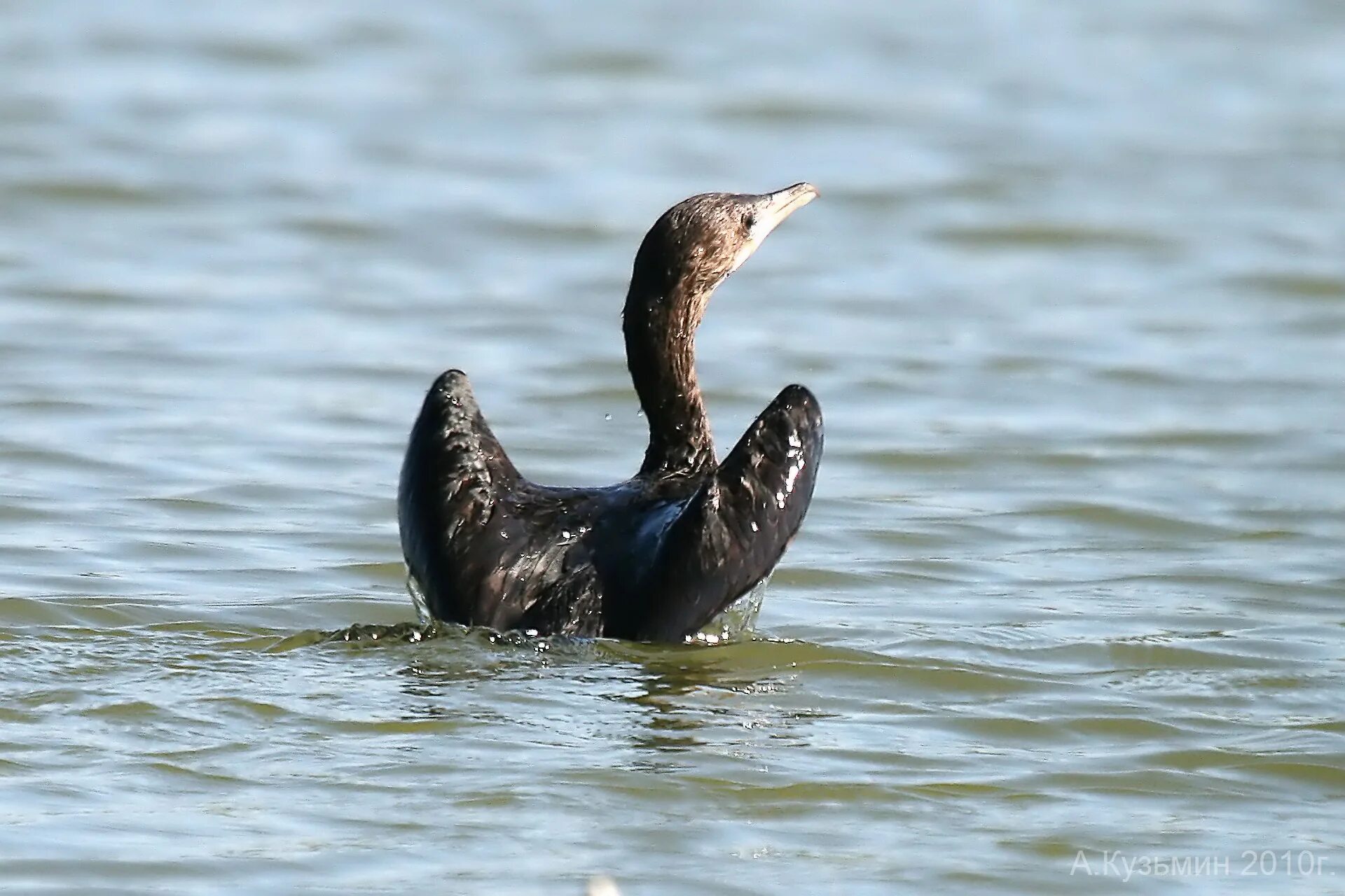 Малый Баклан (Phalacrocorax pygmaeus). Астраханский Баклан. Малый Баклан Астраханской области. Малые бакланы Астраханского заповедника.