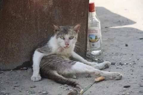 Кошка которая не пей