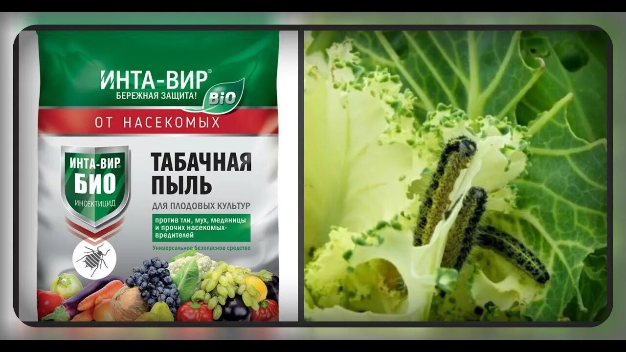 Как развести табачную пыль для опрыскивания. Табачная пыль. табачная пыль для огорода. табачная пыль для растений.