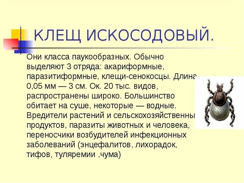 Доклад о ядовитых животных 4 класс. Ядовитые животные россии доклад. ядовитые животные россии доклад 4 класс. доклад о ядовитом животном россии. доклад про ядовитых животных 4 класс.