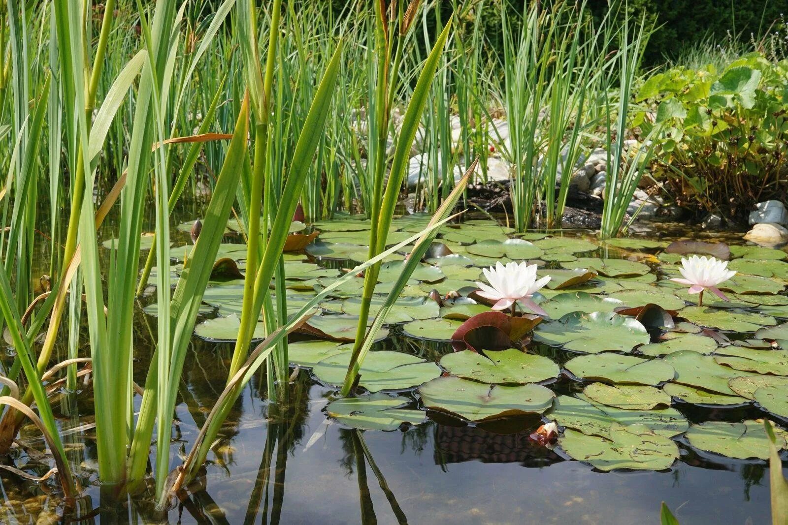 Камыш водоросли. Кубышка кувшинка стрелолист. Гидрофиты стрелолист. Кубышка рогоз стрелолист. Рогоз стрелолист тростник кувшинка.