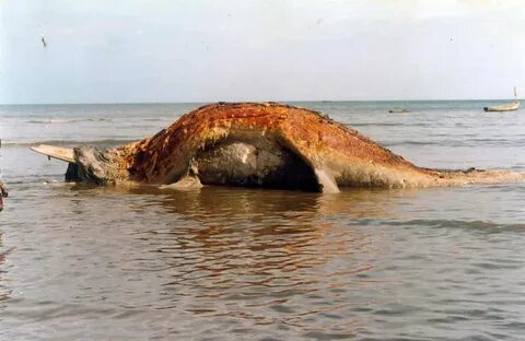 Чудовище фото настоящие
