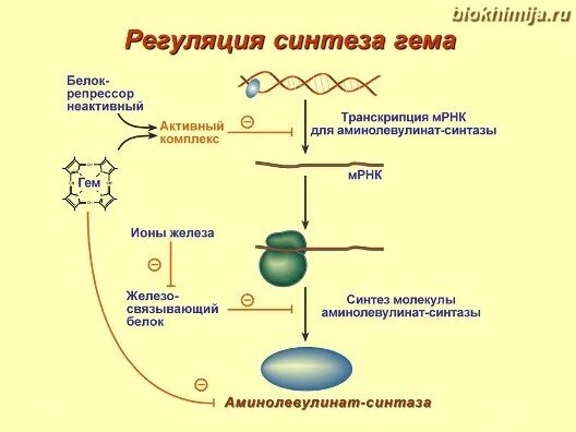 Синтез гему. Схема регуляции синтеза гема. Регуляция синтеза аминолевулинатсинтазы. Регуляция синтеза гемоглобина биохимия. Регуляция синтеза гема железом.