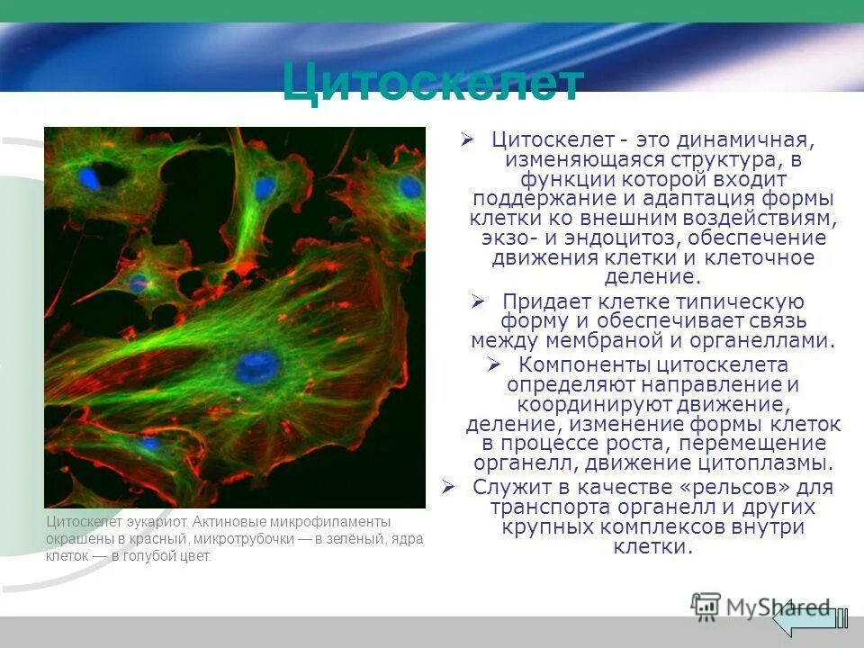 Синтез рибосом у эукариот. Содержит ядрышко в котором собираются рибосомы. Что синтезируется в ядре. Синтез субъединиц рибосом в ядрышке. Содержит ядрышко в котором собираются рибосомы.