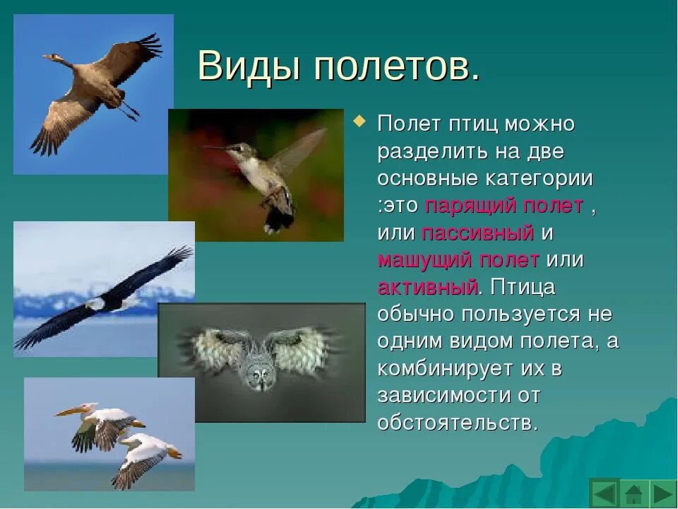 Класс птицы примеры животных. Типы полета птиц. перелеты птиц биология. летающие птицы виды. машущий полет птиц.