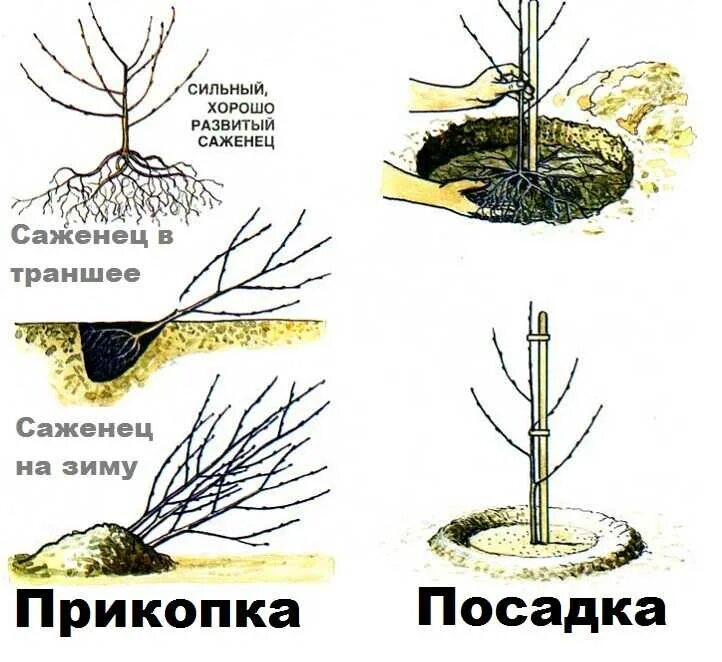 Как правильно выбрать саженец. Схема посадки черешни. Посадка саженца черешни. Схема посадка черешни весной. Правильная посадка саженца черешни.