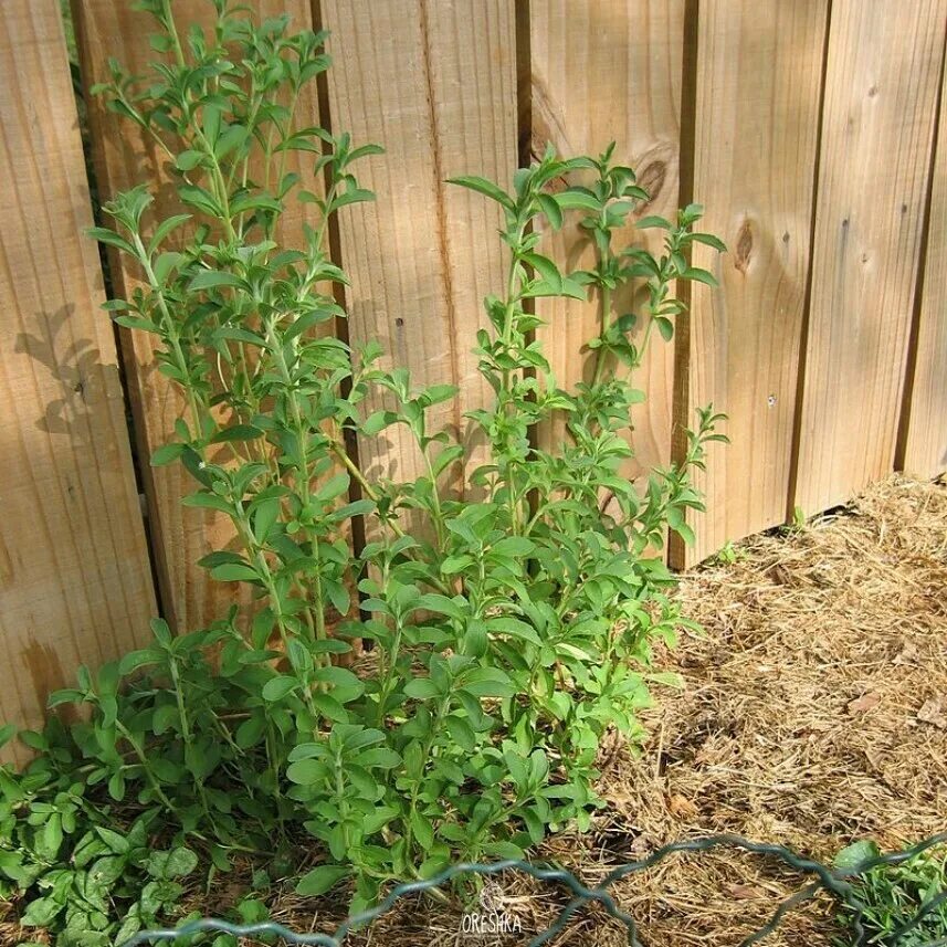 Stevia rebaudiana. Стевия растение. Стевия медовая. Стевия медовая растение.