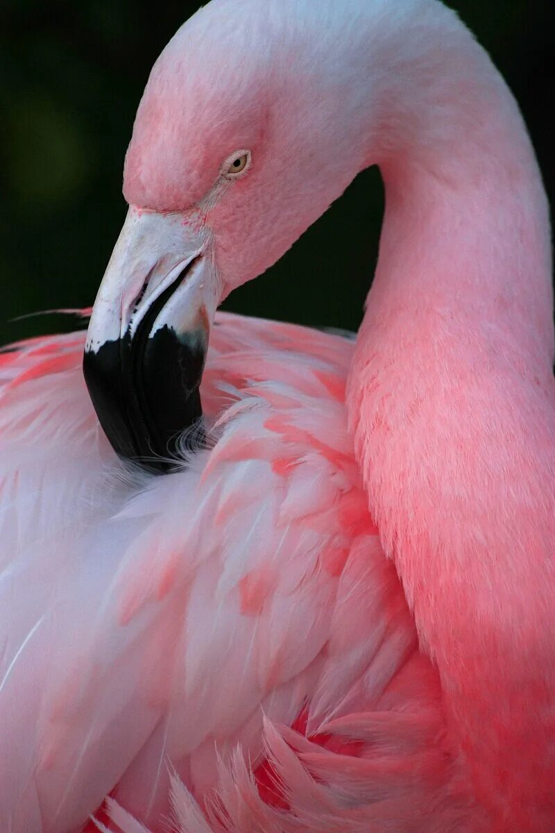 Фламинго обыкновенный розовый. Розовый Фламинго птица. Птичка Фламинго.