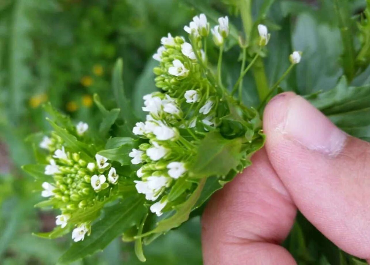 Ярутка полевая (thlaspi arvense l. Ярутка обыкновенная. Ярутка полевая. Ярутка полевая лечебные свойства. Ярутка полевая.