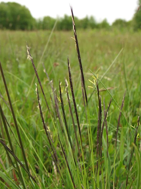 Белоус торчащий. Белоус (Nardus stricta). Белоуса торчащего (Nardus stricta). Болотная трава Белоус.