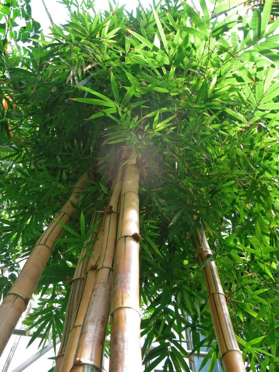 Бамбук и рыбы. Завод дерева. Fresh bamboo leaves. Много стеблей. Ствол дерева.