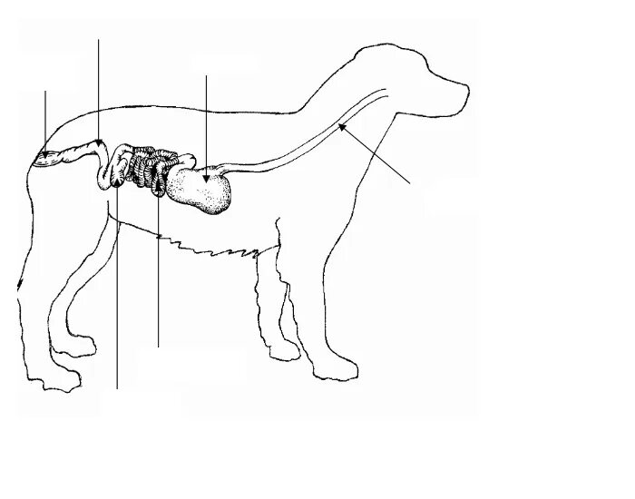 Пищеварительная система собаки схема. Система пищеварения собаки схема. ЖКТ собаки схема. Органы пищеварительной системы собаки.