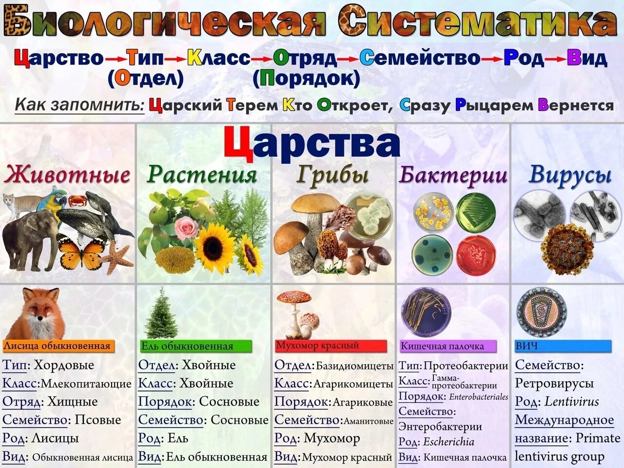 Тип отряд. Биология царство тип класс отряд семейство род вид. биологическая систематик. виды царств в биологии. классификация царств в биологии.