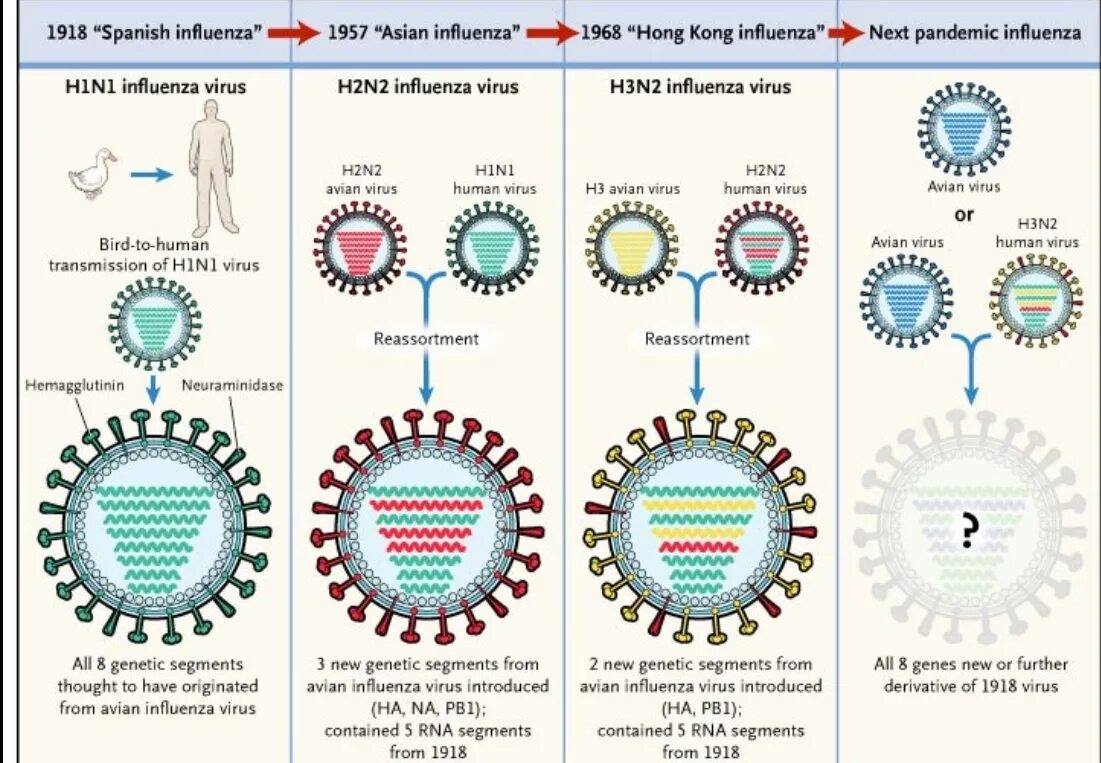 H2n2 вирус. Вирус гриппа. Вирус influenza. Строение вируса гриппа. Грипп номер 1