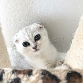Вислоухая шиншилла кошка