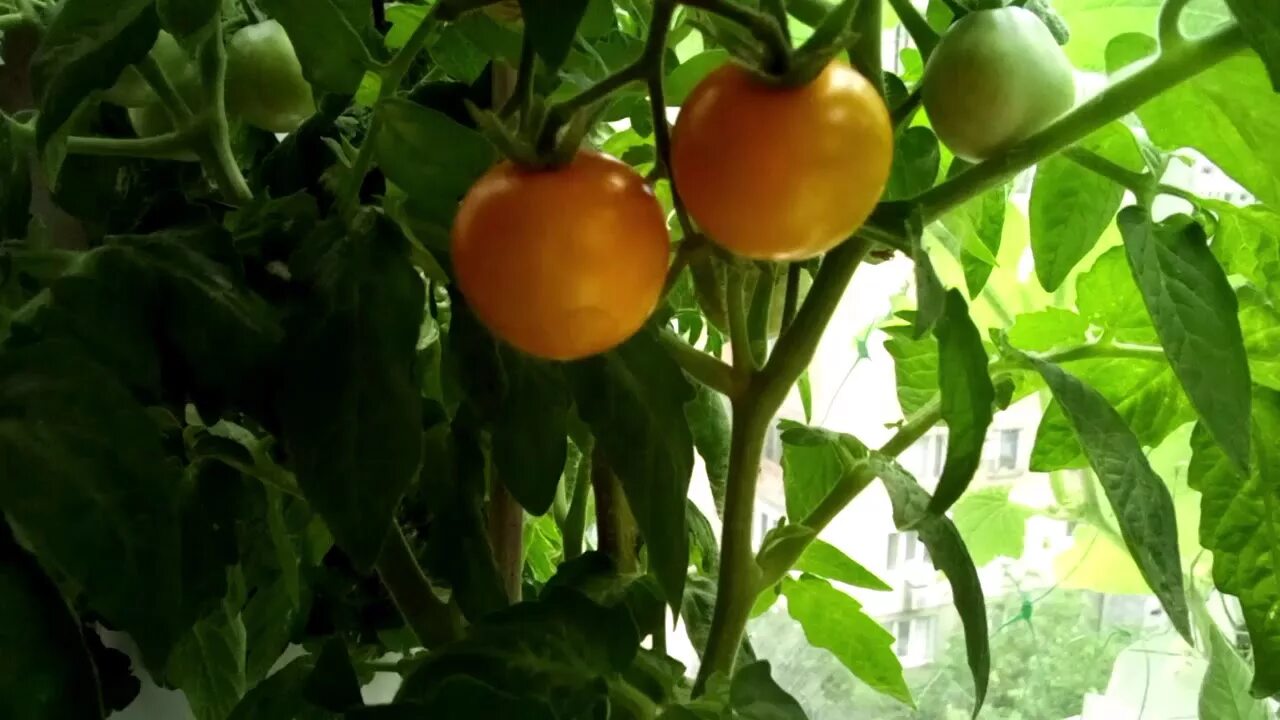 Репа русская сказка семена алтая. Томат сибирский абрикос сибирский сад. Томат сорт сибирский абрикос. Сиб сад томат сибирский абрикос. Томат афродита f1.