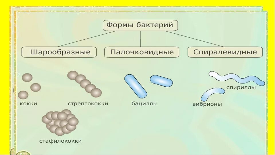 Бактерии урок