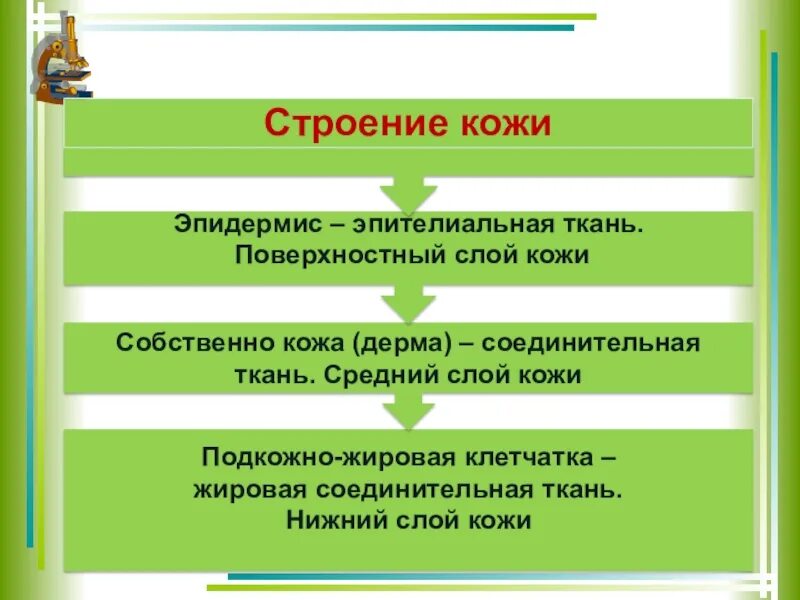 Урок кожа 8 класс биология. Биология 8 класс кожа наружный покровный орган. Презентация по теме кожа 8 класс биология. Биология 8 класс тема кожа. Биология кожа-наружный покровный орган презентация.