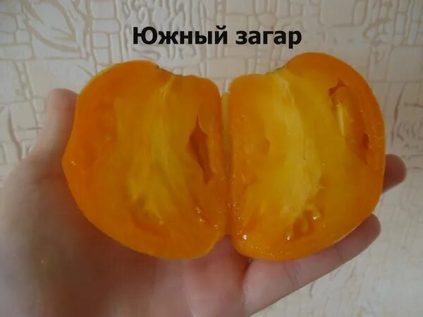 Помидоры сорта южный загар. Томат южный. томат южный загар сиб сад. томат сорт южный загар. южный загар томат описание.