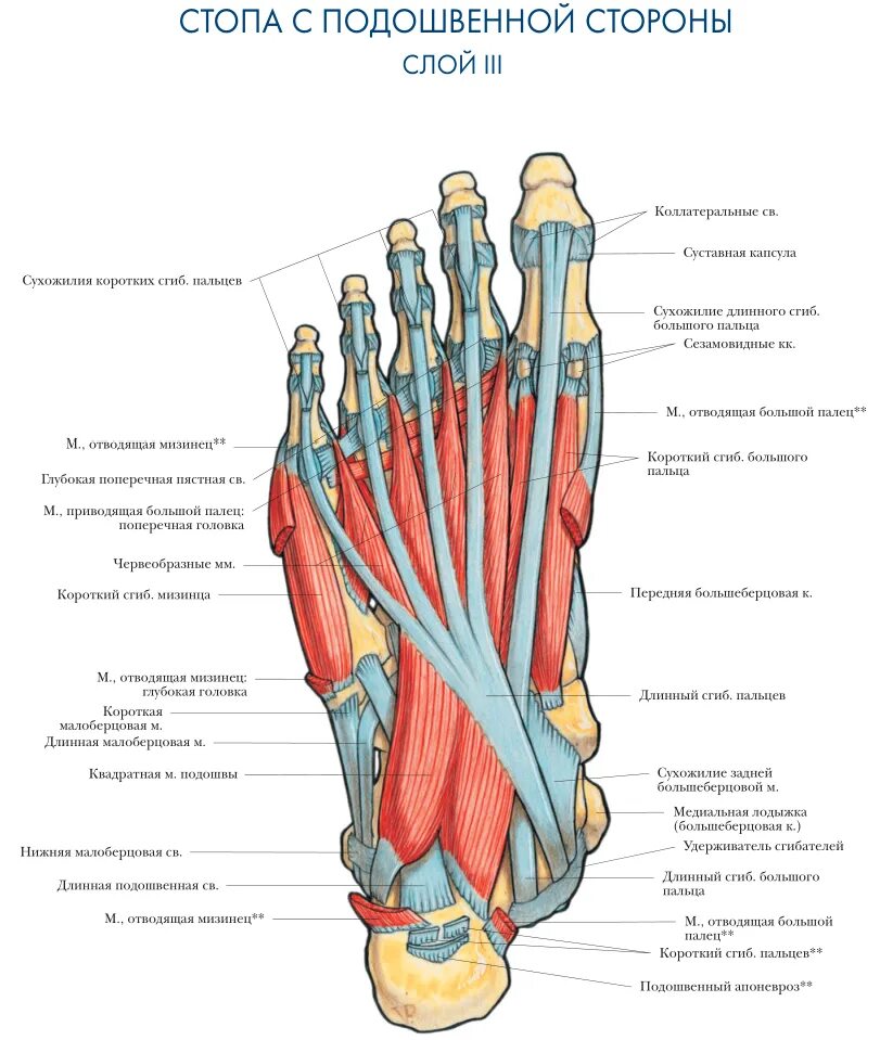 Со внутренней стороны. Строение мышц стопы снизу. Удерживатель сгибателей стопы анатомия. Стопа анатомия строение мышцы. Мышцы стопы вид сбоку.