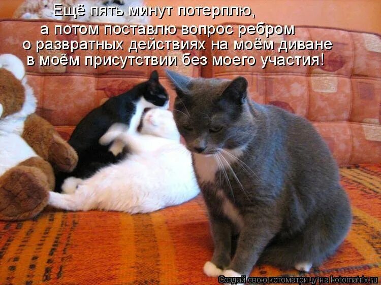 Женщина эмоции. Обиженная девушка. Рыжий кот. Я с побой неразговариваю. Я обиделась мем.