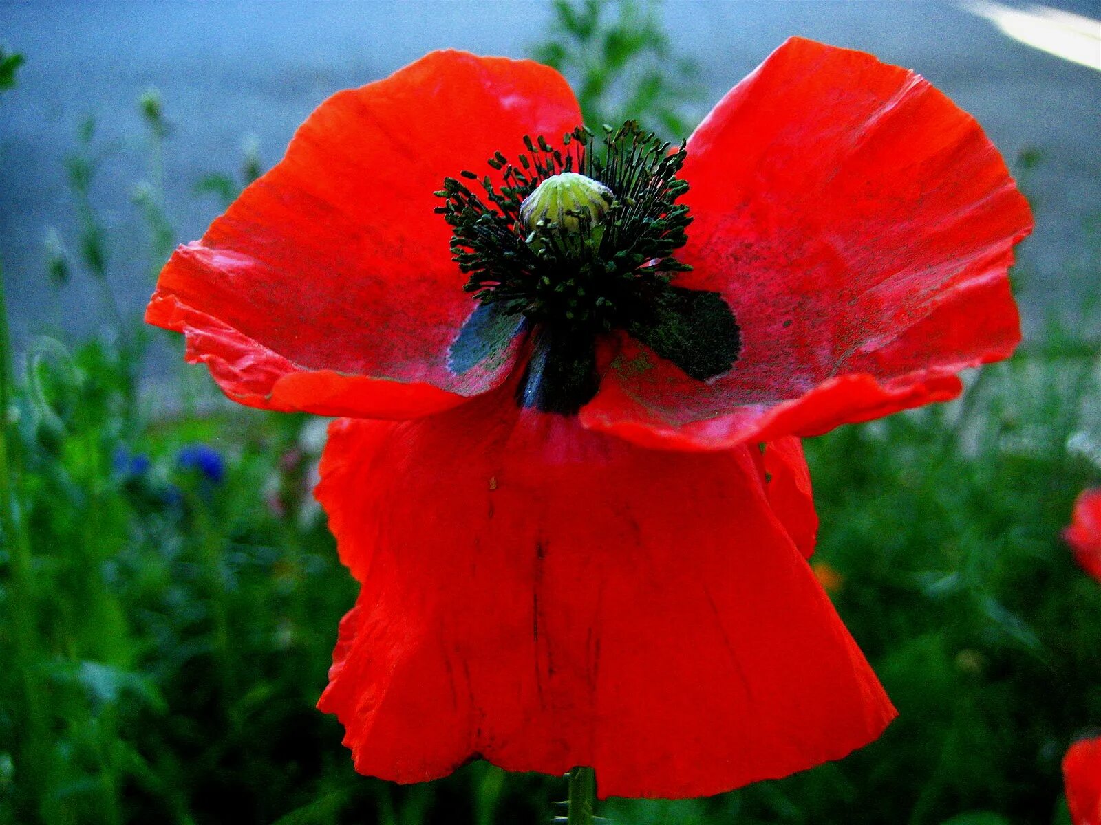 Corn poppies. Мак папавер красный. Мак-самосейка Мак павлиний. Красный Мак самосейка. Мак самосейка опиум.