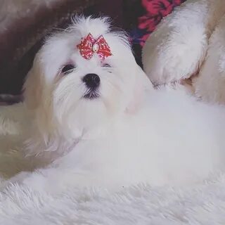 Мальтезе в москве собака