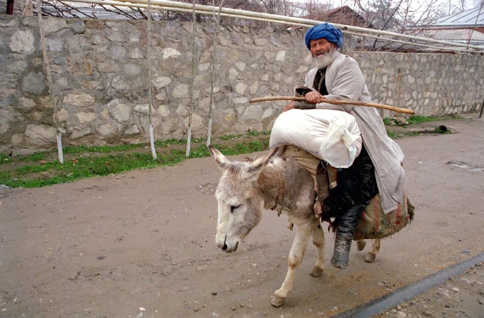 туркмения чабаны. таджички ишаки. таджички ишаки. мужчина на осле. таджик и ишак.