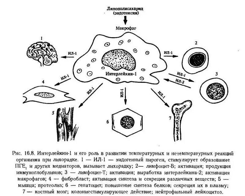 Макрофаги 4. Патофизиология лихорадки схема. Механизм развития лихорадки патофизиология. Патогенез лихорадки патофизиология. Схема патогенеза лихорадки.