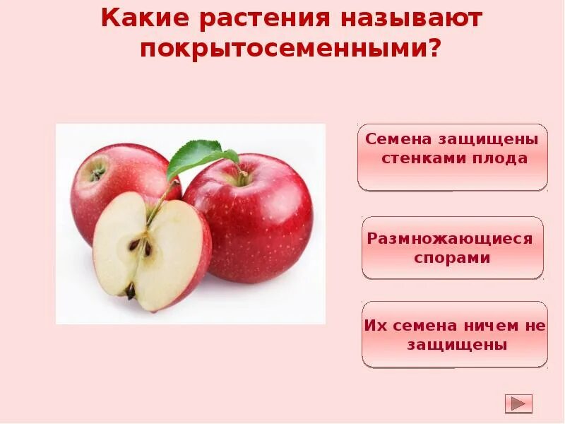 Покрытосеменные имеют плоды. Почему Покрытосеменные получили такое название. Яблоня характеристика представитель покрытосеменных 6 класс. Доклад на тему черешня как покрытосеменное по биологии 7 класс.