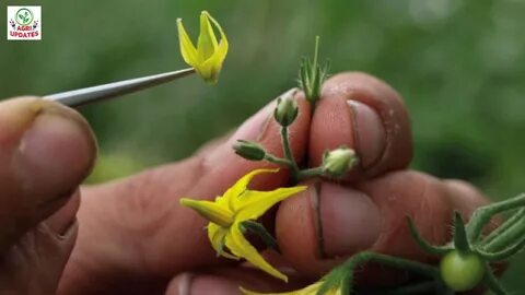 Plant breeding