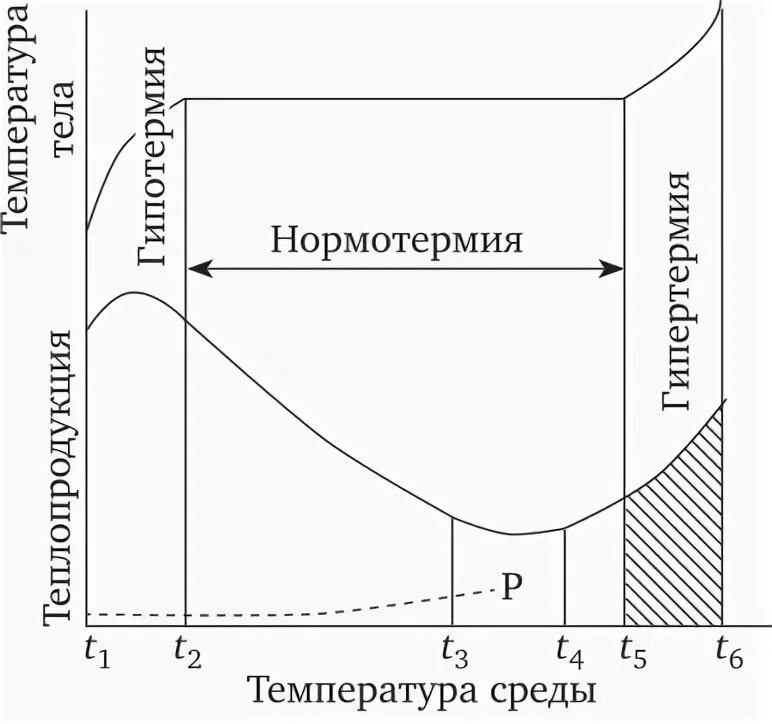 При понижении температуры окружающей среды теплопродукция увеличивается. Динамика теплопродукции и температуры тела гомойотермного организма. чертеж температура среды. испытания на воздействие изменения температуры среды. какой кривой обозрачена динамика теплопродукции/ температуры тела.