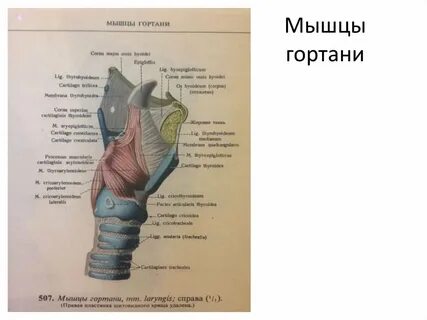 Мышцы горла