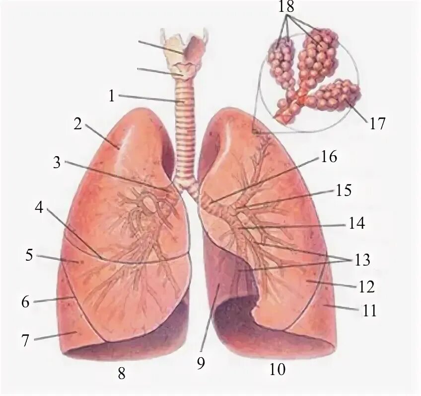 Body Parts Baamboozle - Baamboozle The Most Fun Classroom Games!