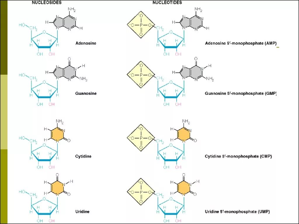 Нуклеотид. Нуклеотид и нуклеозид. UMP нуклеотид. Функции нуклеотидов. Нуклеотид вируса