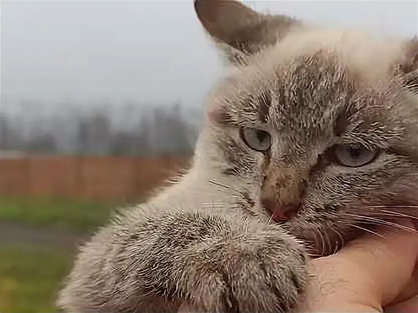Котята в добрые пенза