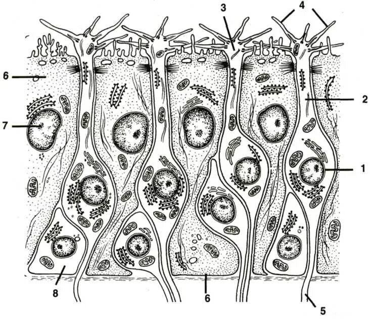 Обонятельный эпителий Электронограмма. Обонятельный эпителий гистология. Строение обонятельного эпителия. Обонятельный эпителий гистология схема. Обонятельные рецепторные клетки