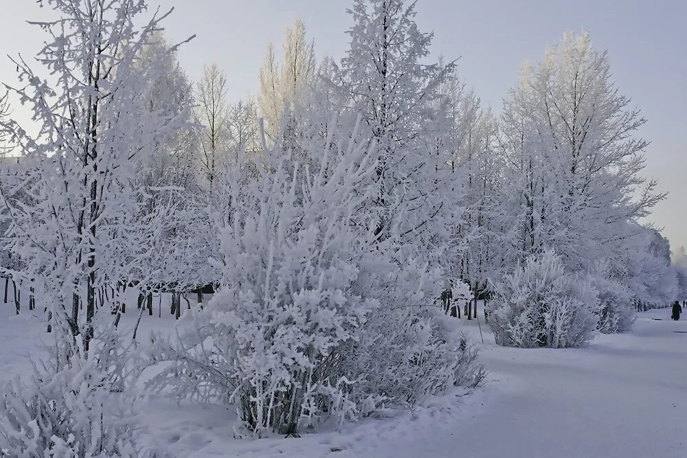 зимние деревья. деревья покрытые снегом. снежность картинки. береза зимой. заснеженные деревья.