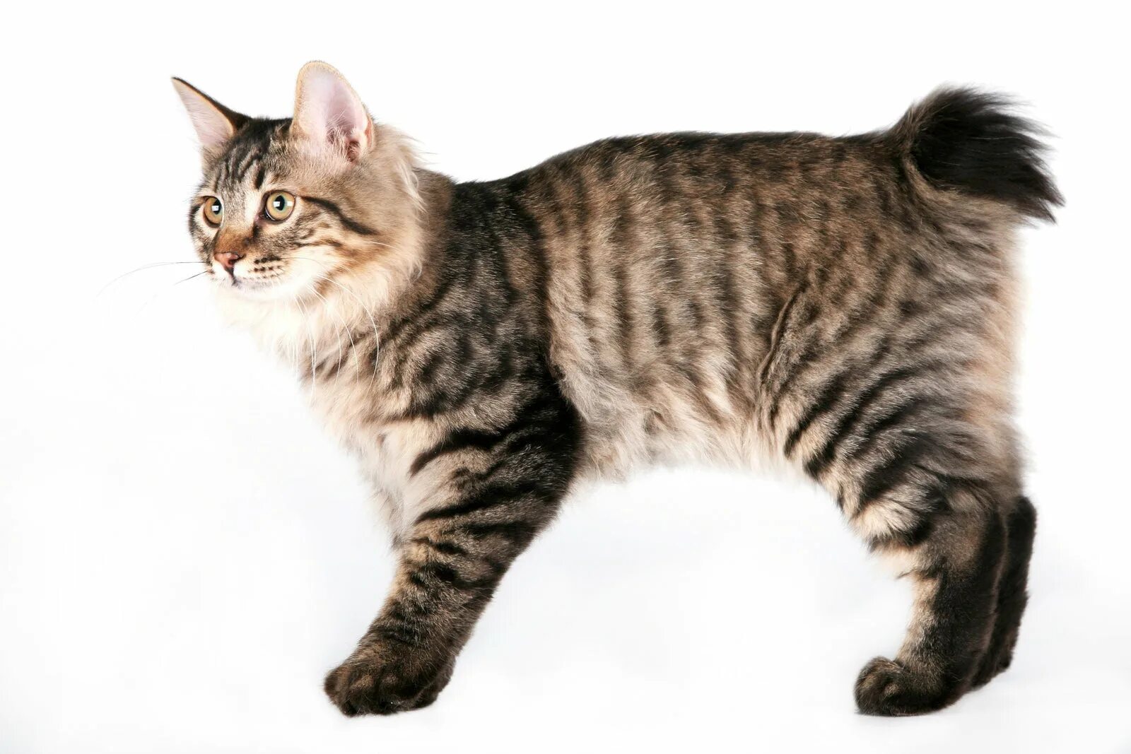 Bob tail