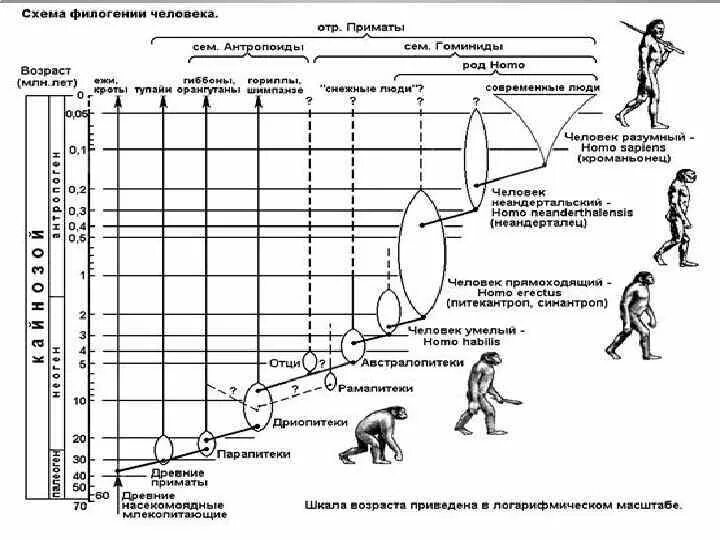 Этапы эволюции схема. Антропогенез основные этапы эволюции человека. Эволюция человека таблица гоминид. Схема этапы эволюции человека биология 9 класс. Основные этапы антропогенеза (Эволюция предков человека).