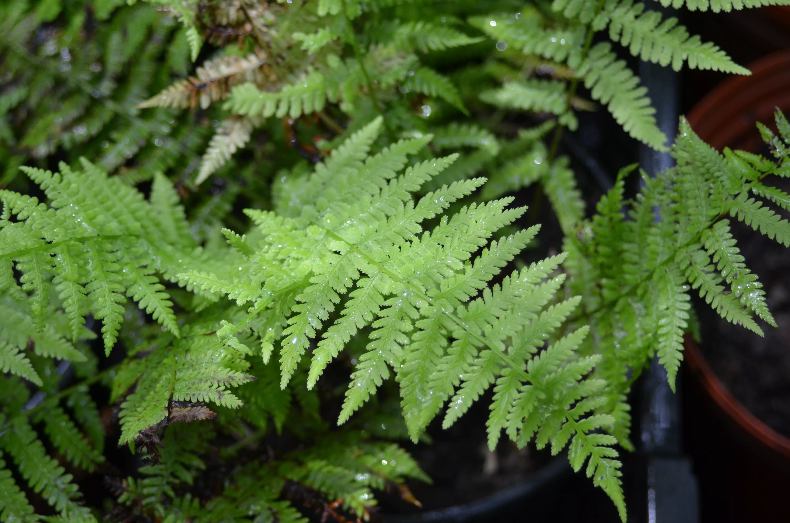 Fern 18. Риччия акваскейп. Папоротник бутылочный аквариумный. Папоротник пекоптерис. Полистихум папоротник.